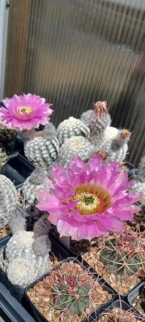 EC053: Echinocereus 