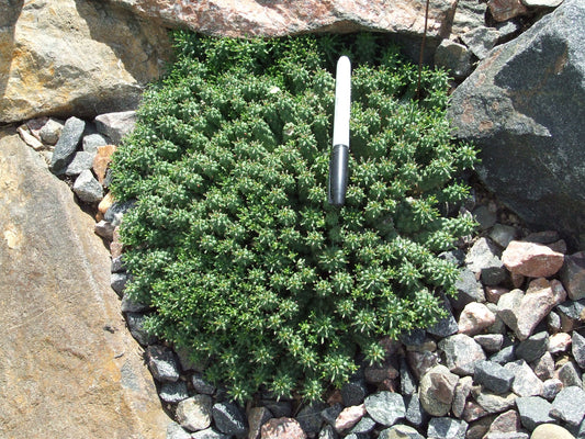 OT001: Euphorbia clavarioides v. truncata COLD HARDY CACTUS
