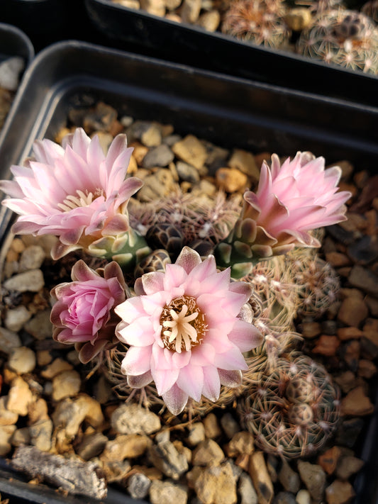 OT008: Gymnocalycium bruchii 'Bruch's Chin Cactus' (Red Spined) COLD HARDY CACTUS