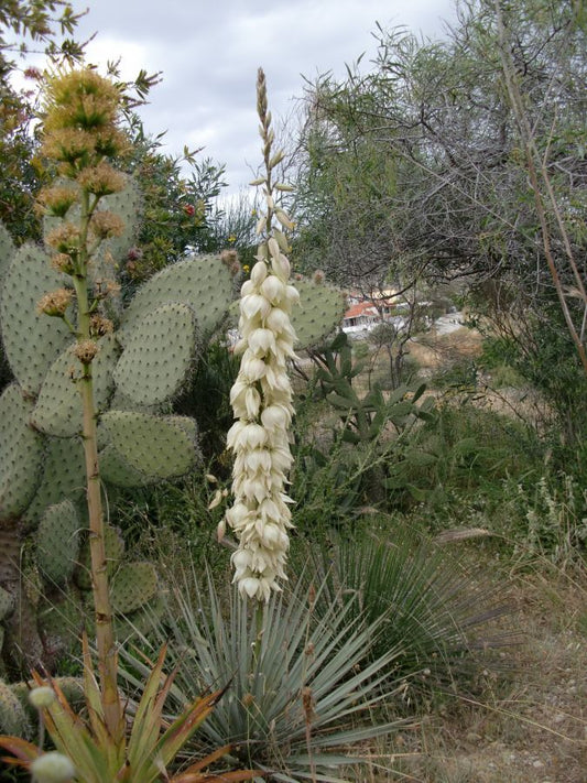 YU007: Yucca neomexicana   Mini New Mexico Yucca   COLD HARDY CACTUS
