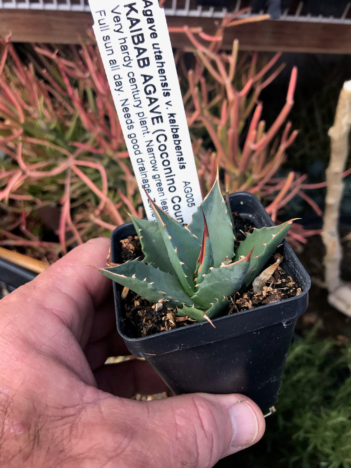 AG005: Agave utahensis v. kaibabensis COLD HARDY CACTUS