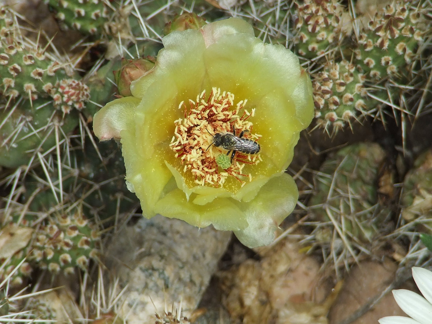OP026: Opuntia fragilis (Spiny Cat's Paw Cactus) COLD HARDY CACTUS