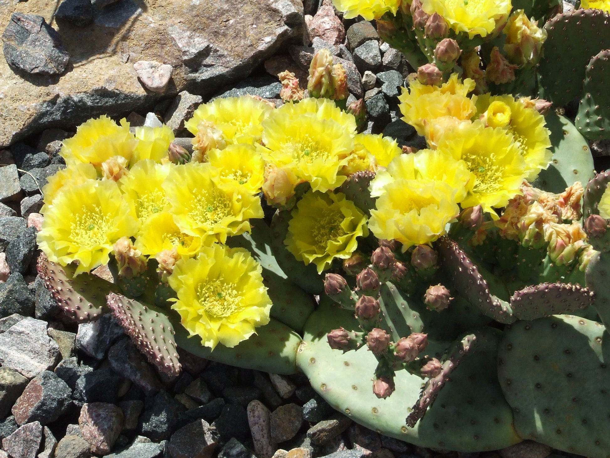prickly pear cactus yellow flowers OP110: Opuntia basilaris (yellow flower form) COLD HARDY CACTUS – COLDHARDYCACTUS