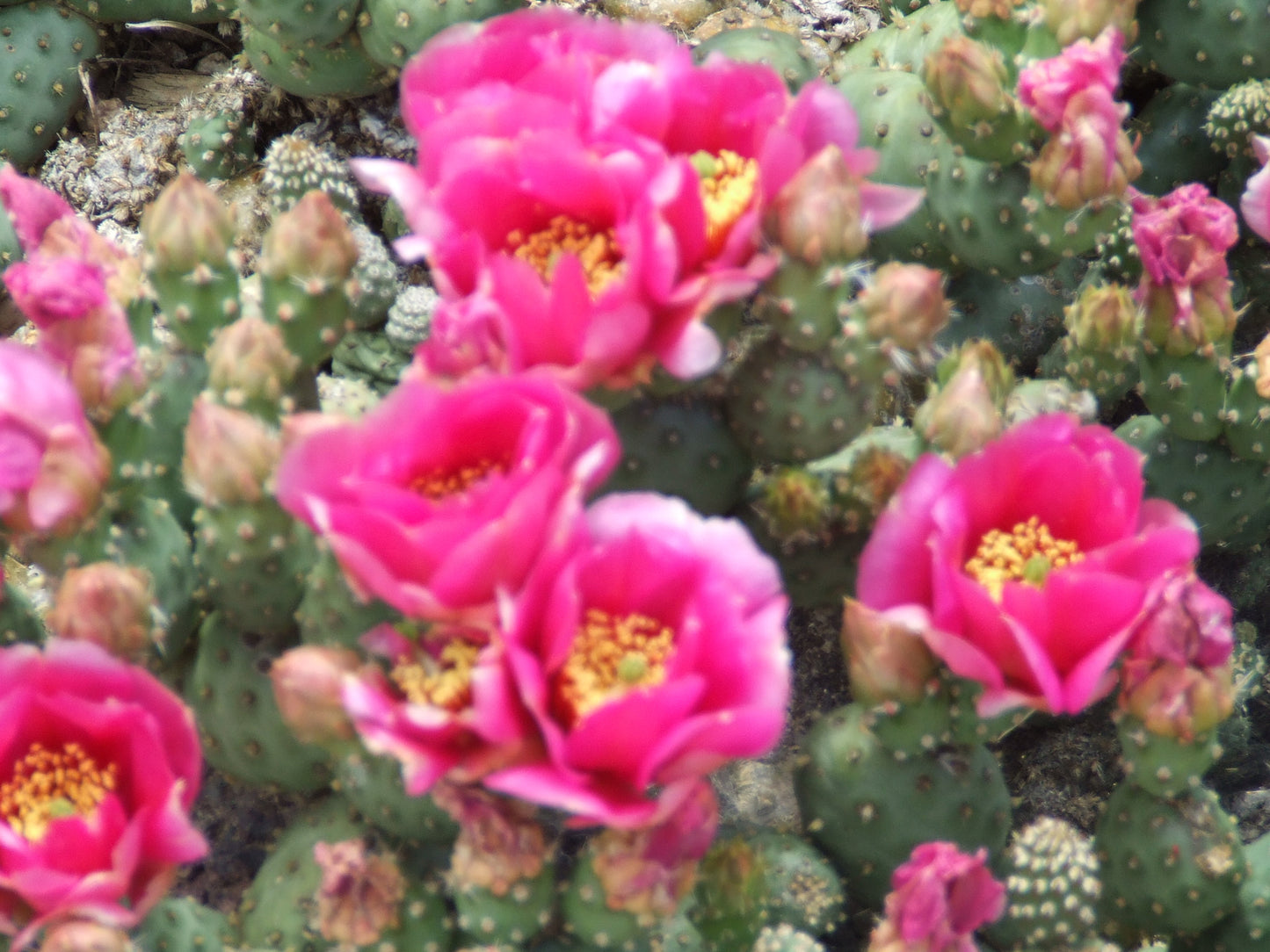 OP027: Opuntia debreczeyi 'Alberta Sunset' (Spineless Cat's Paw Cactus) COLD HARDY CACTUS