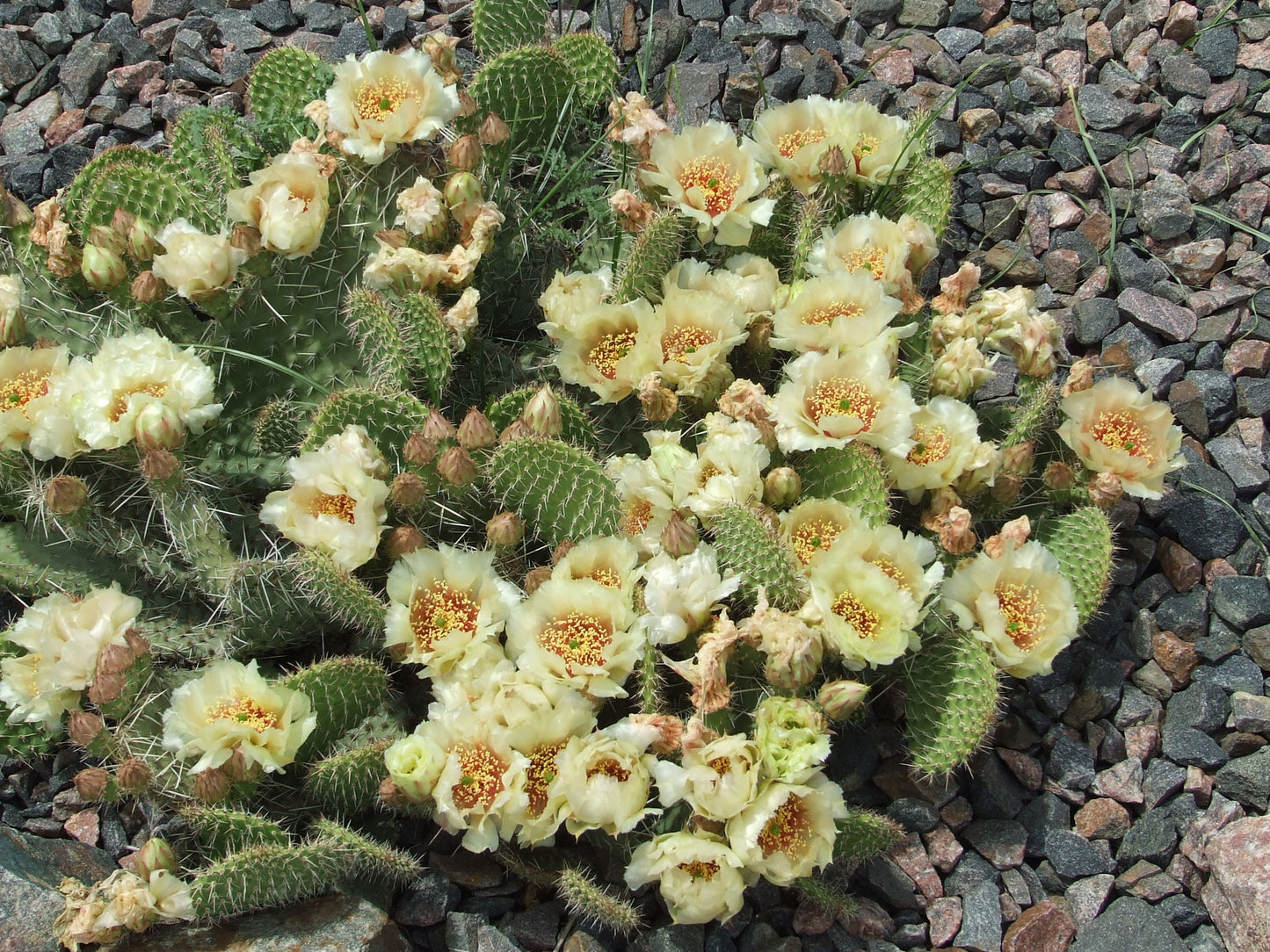 OP038: Opuntia polyacantha 'Crystal Tide' COLD HARDY CACTUS