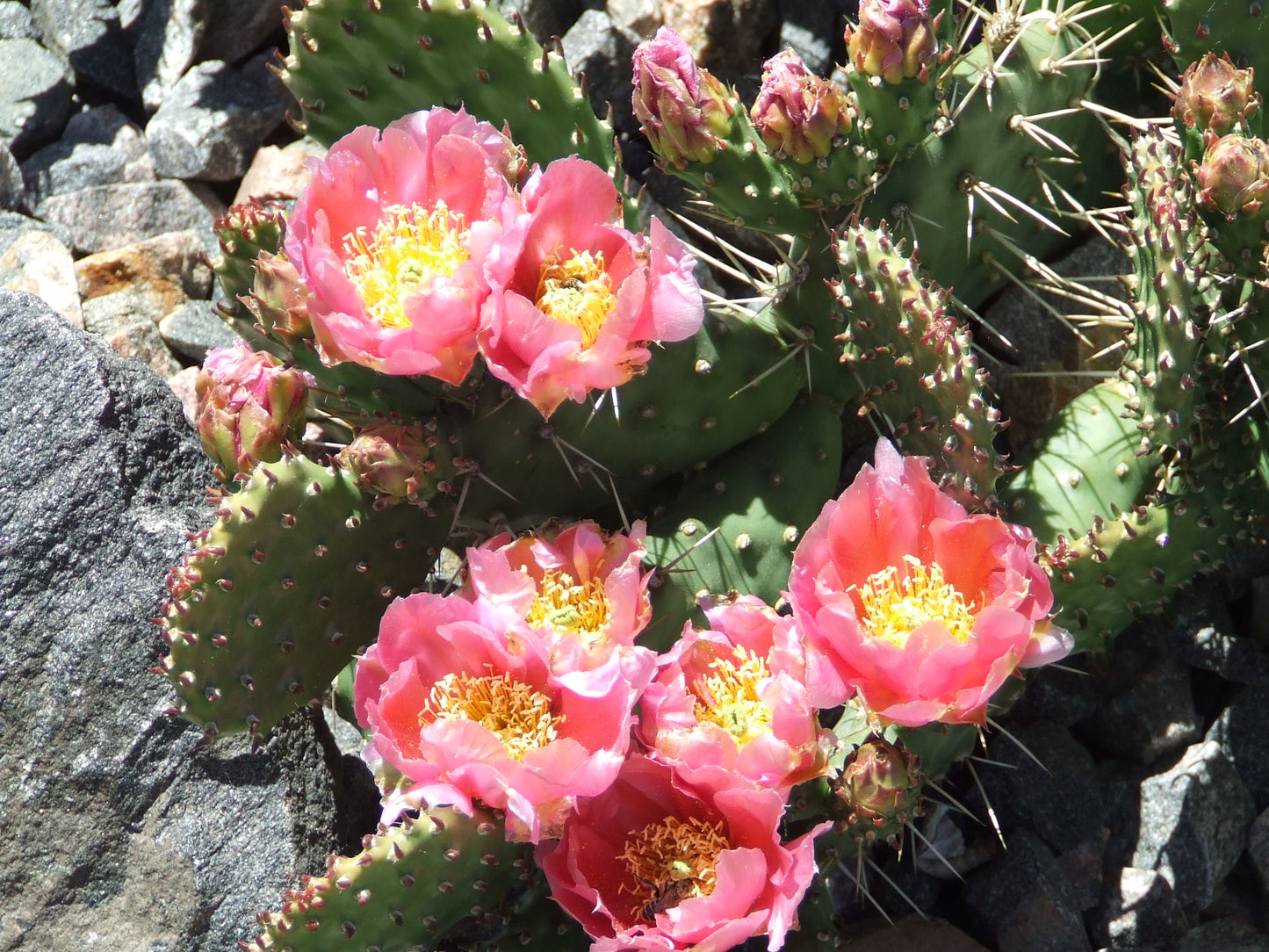 OP069: Opuntia 'Coral Carpet' COLD HARDY CACTUS