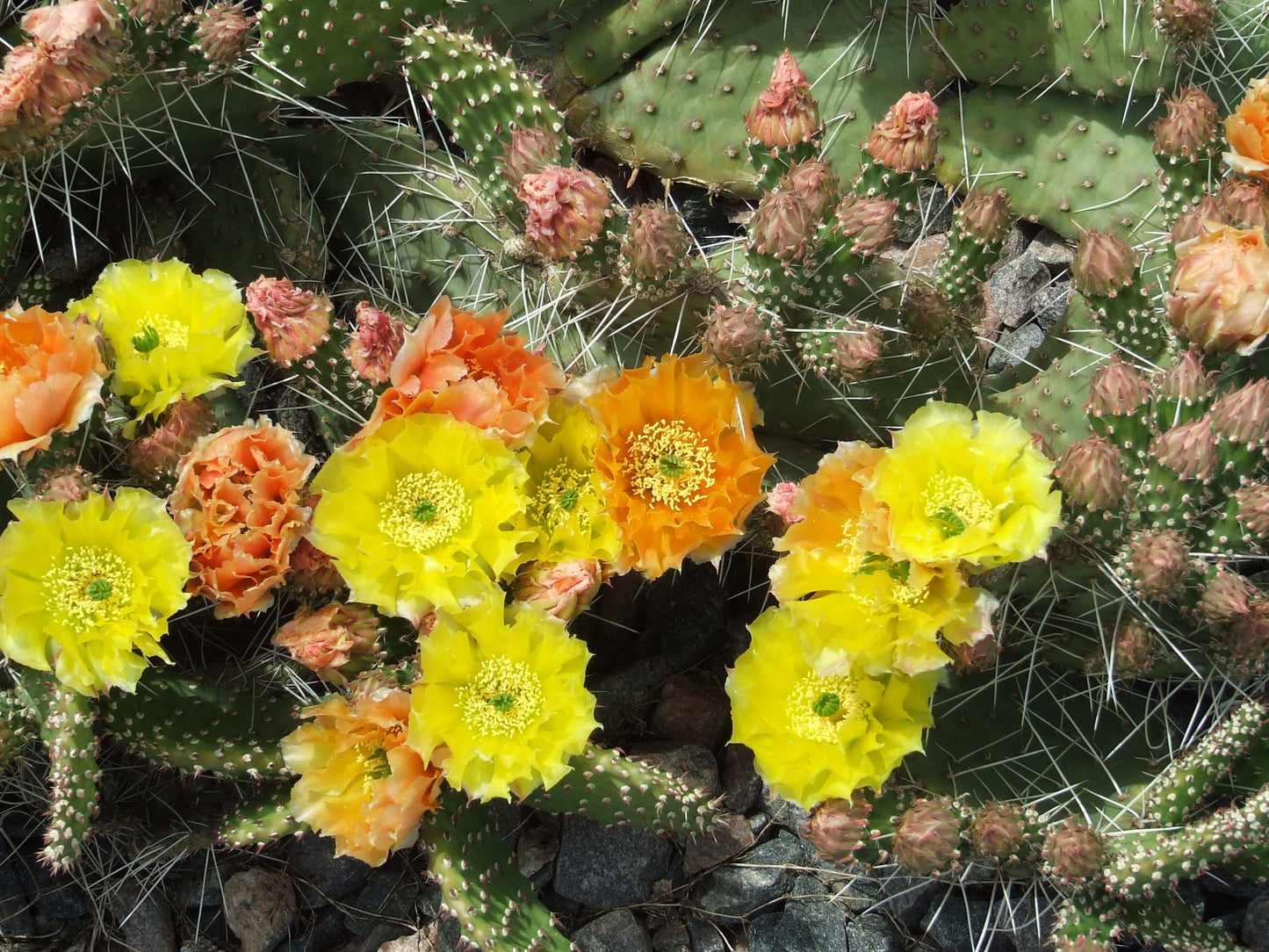 OP064: Opuntia polyacantha 'Gold Mine' COLD HARDY CACTUS