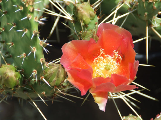 OP036: Opuntia phaeacantha 'Persimmon' COLD HARDY CACTUS