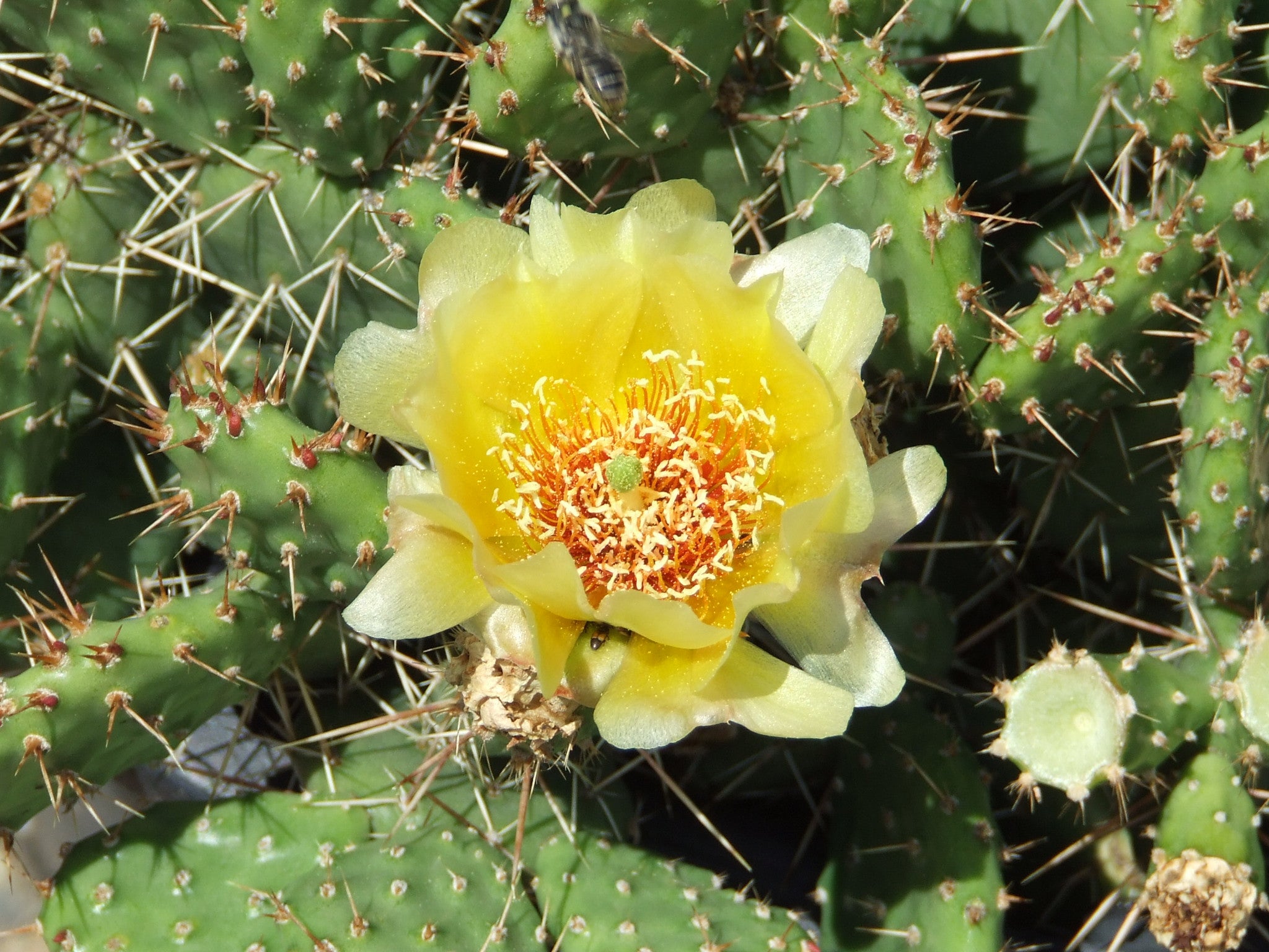 Claude Barr Selections – Coldhardycactus