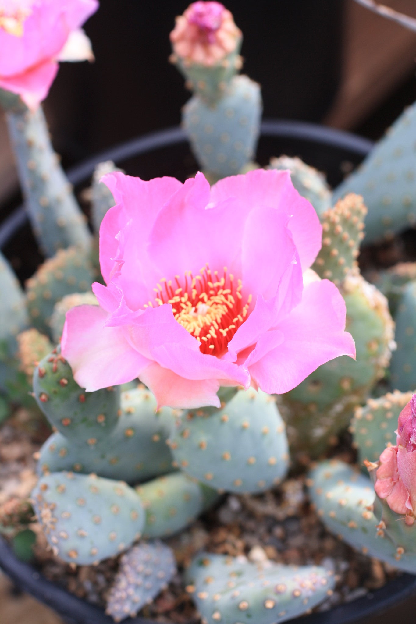 Obsidian フラワーカービングスカル オブシディアン OP051: Opuntia brachyclada COLD HARDY CACTUS – COLDHARDYCACTUS