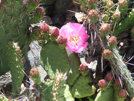 OP087: Opuntia basilaris v. heilii Heil's Beavertail Cactus COLD HARDY CACTUS