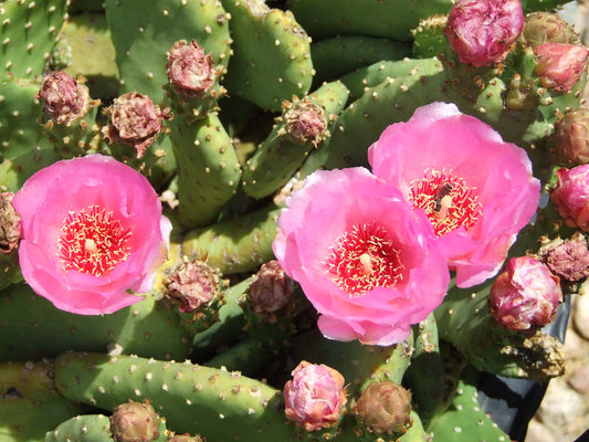 OP090: Opuntia basilaris v. heilii (Compact Form) COLD HARDY CACTUS