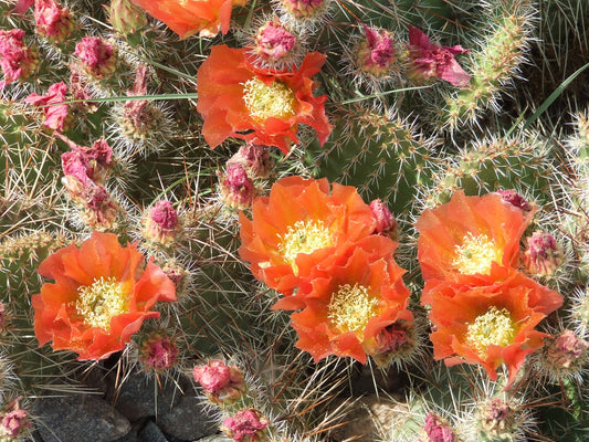 OP056: Opuntia polyacantha 'Citrus Punch' COLD HARDY CACTUS