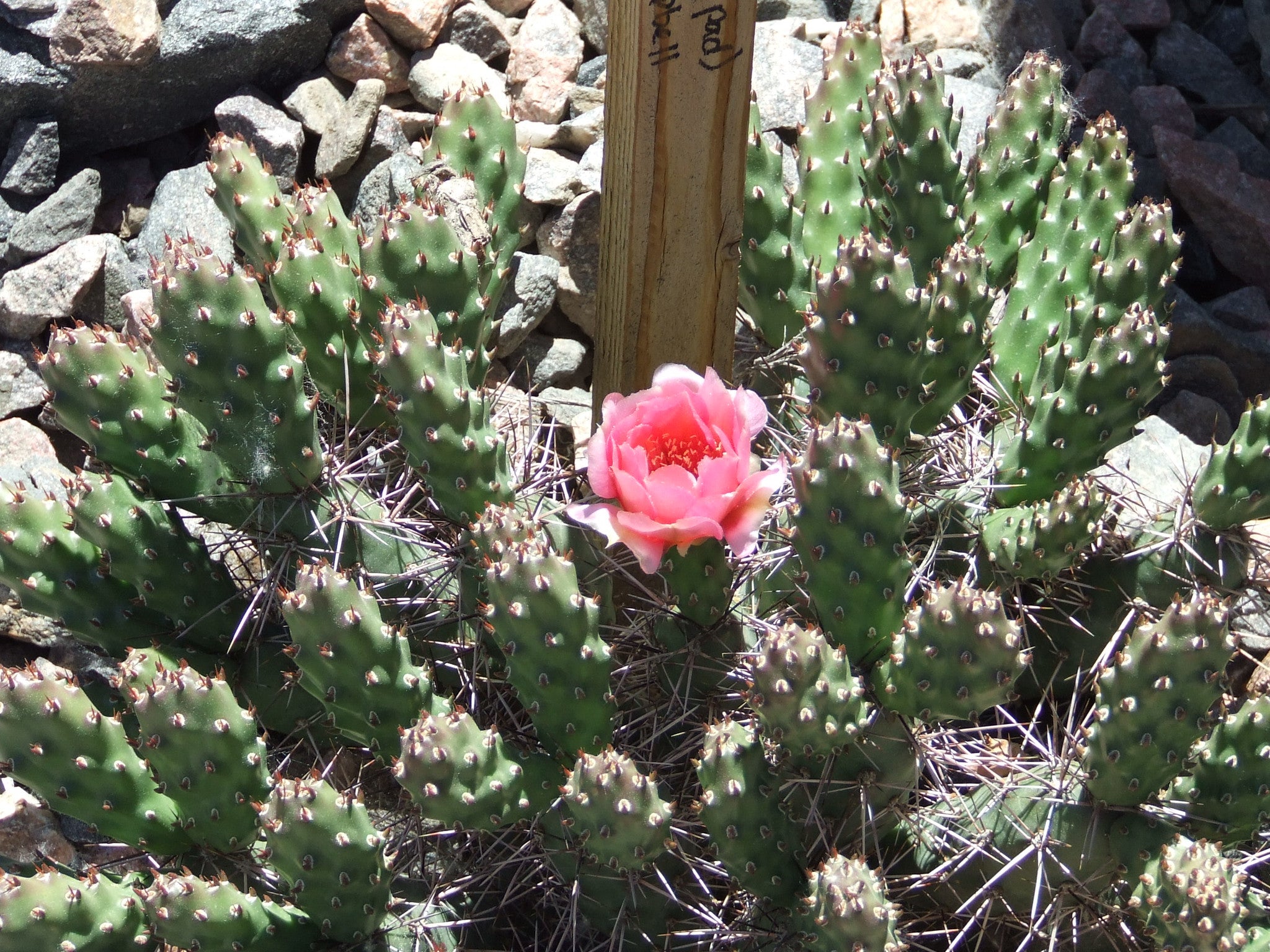 Opuntia_coral_rose.JPG