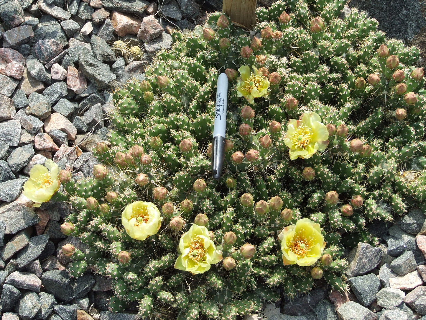 OP072: Opuntia fragilis 'Compact Form' COLD HARDY CACTUS