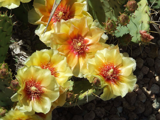 OP044: Opuntia 'Loveliness' COLD HARDY CACTUS