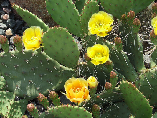 OP034: Opuntia phaeacantha 'Paradox Form' (Prickly Pear Cactus) COLD HARDY CACTUS