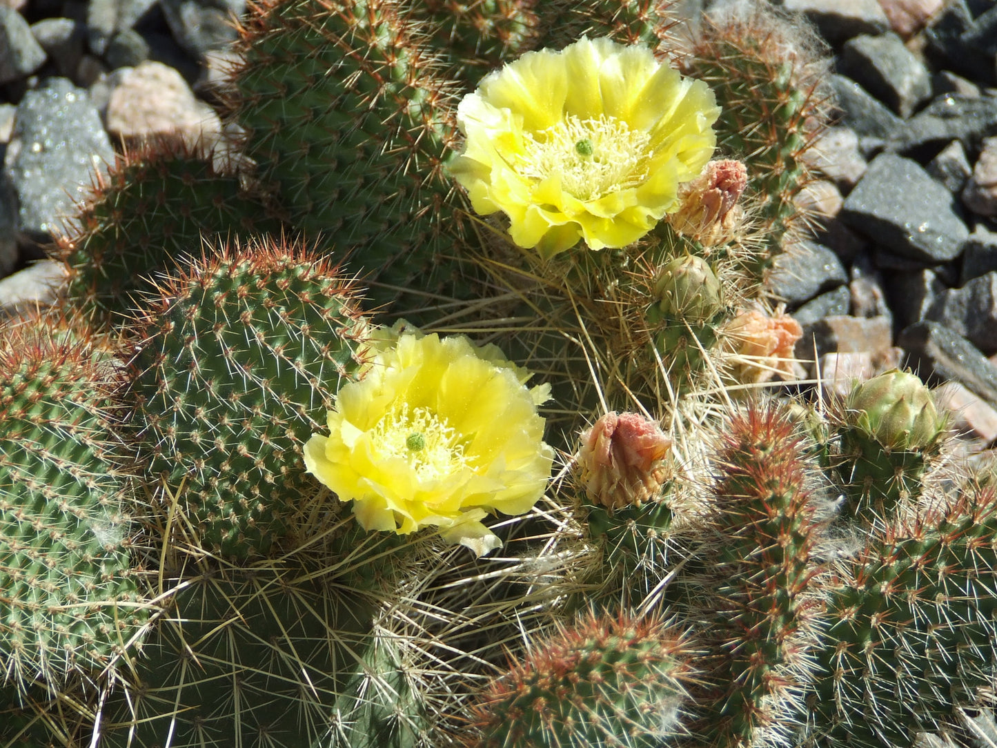 OP081: Opuntia trichophora 'Red Teddy' COLD HARDY CACTUS