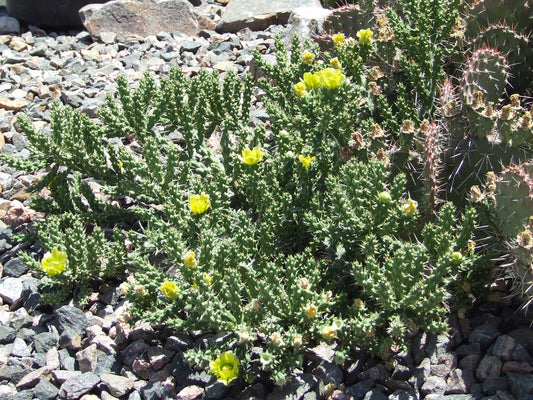 OP046: Cylindropuntia whipplei (Whipple's Cholla) COLD HARDY CACTUS