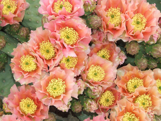 OP101:  Opuntia hybrid WALK IN BEAUTY™ Apricot Glory COLD HARDY CACTUS