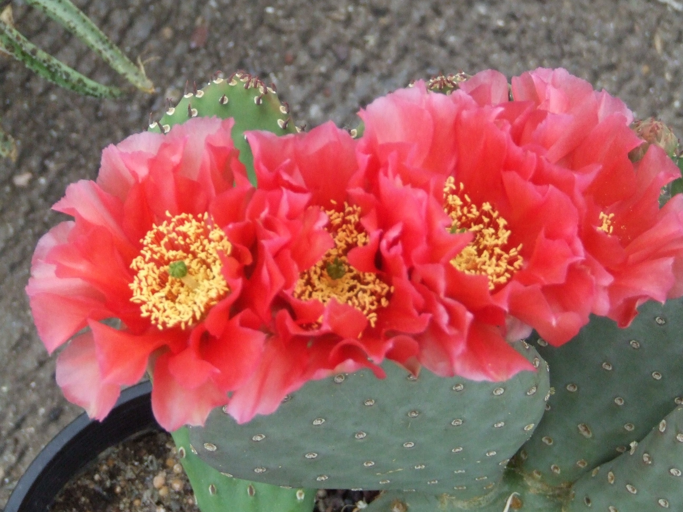 WALK IN BEAUTY – COLDHARDYCACTUS