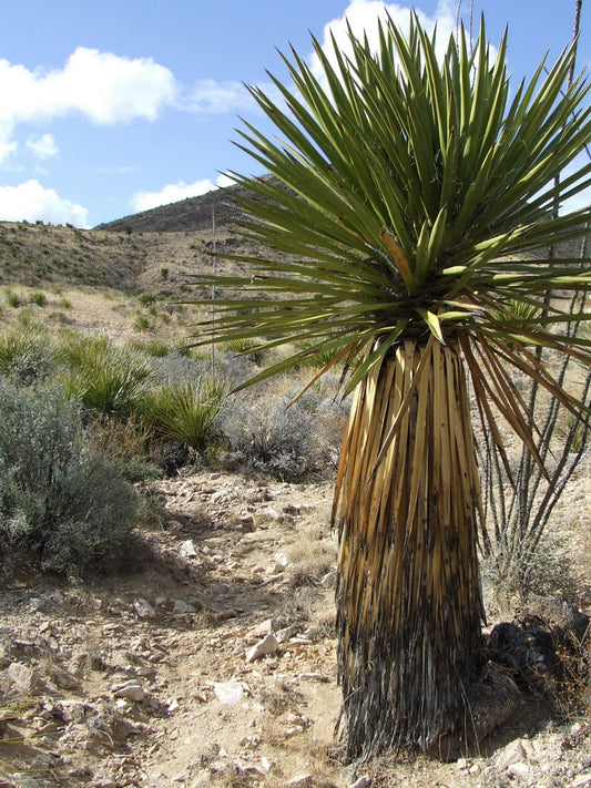 YU005: Yucca faxoniana 'Giant Faxon' COLD HARDY CACTUS