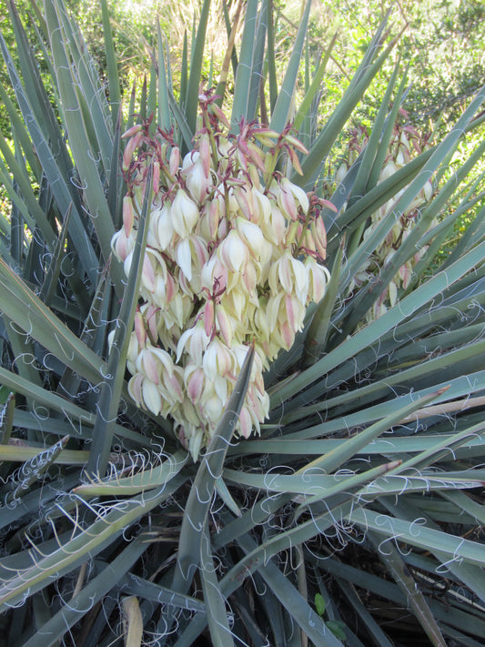 YU017:  Yucca baccata v. vespertina COLD HARDY CACTUS