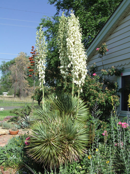 YU018: Yucca thompsoniana COLD HARDY CACTUS