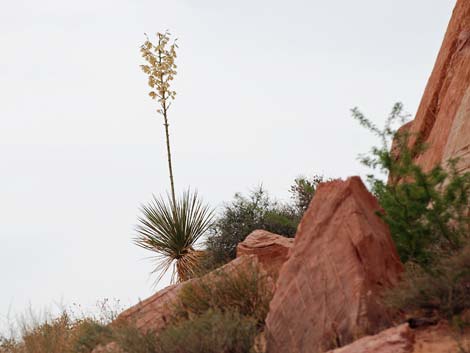 YU014:  Yucca elata var. utahensis    COLD HARDY CACTUS