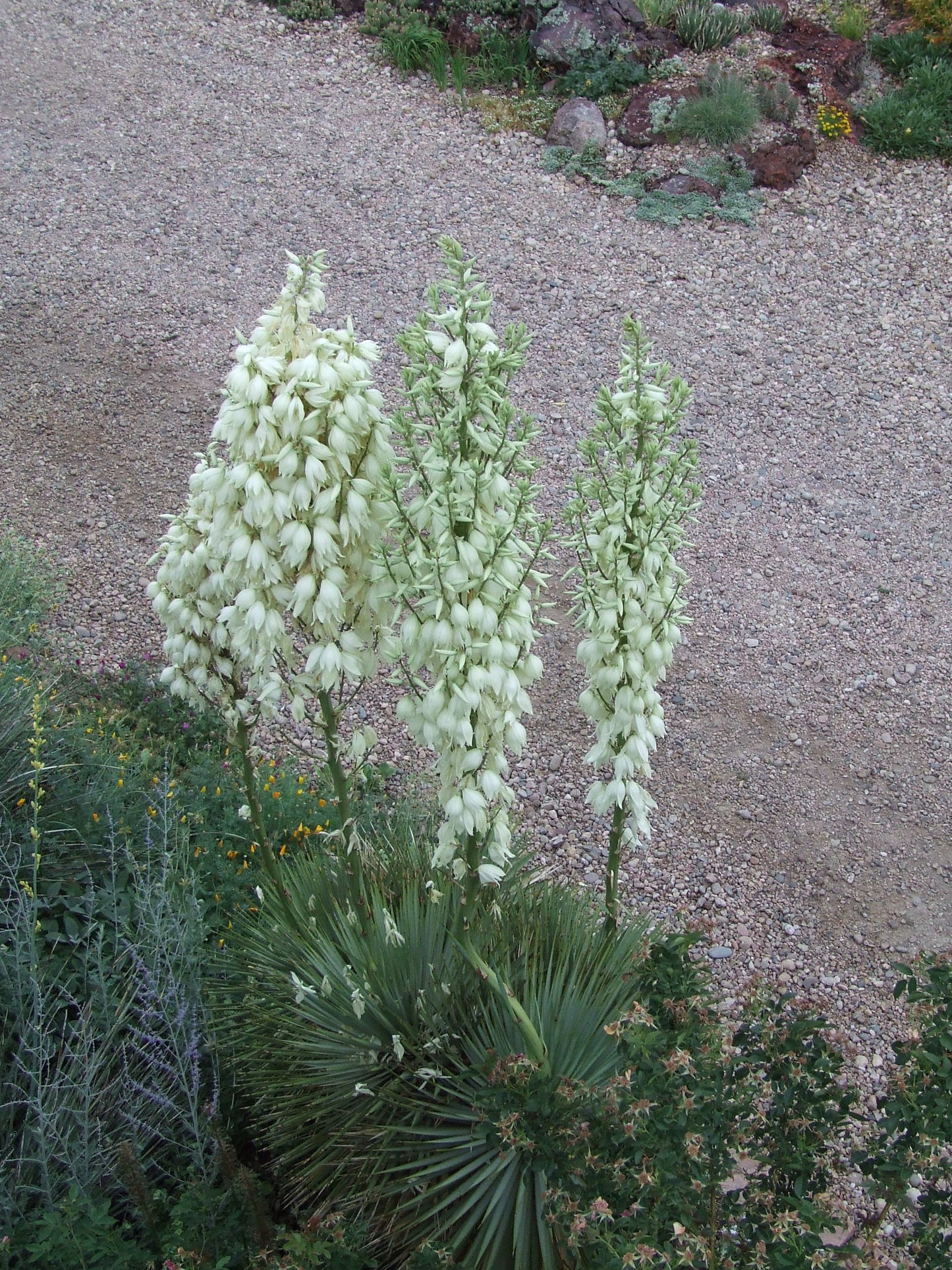 YU030:  Yucca thompsoniana x rostrata "Super Thompson"