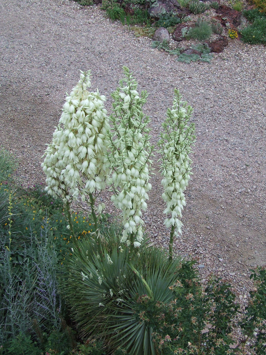 YU030:  Yucca thompsoniana x rostrata "Super Thompson"
