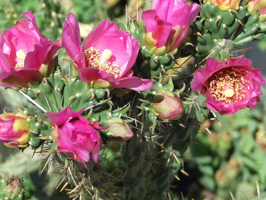 OP048: Cylindropuntia imbricata v. arborescens 'New Mexico Red Stem'' COLD HARDY CACTUS