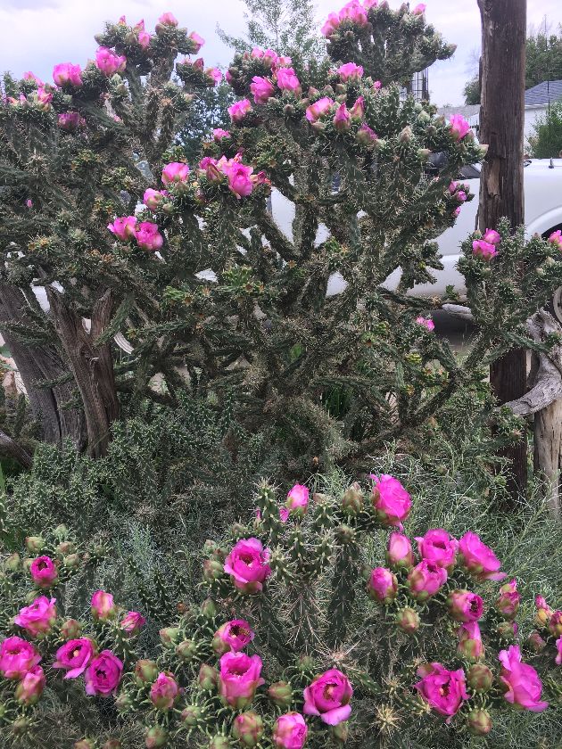 opuntia_arborescens_Colorado_Tree_Cholla2.JPG