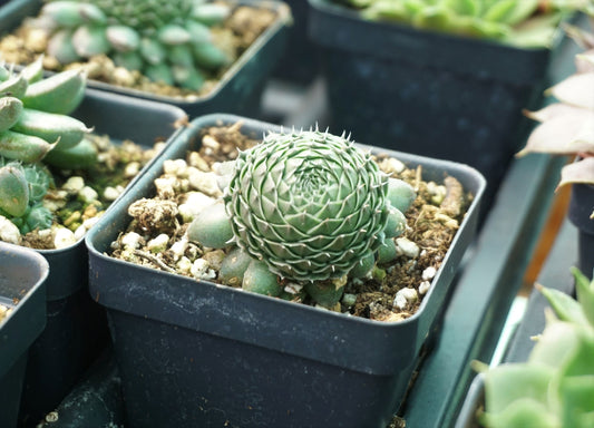 OT028:  Orostachys spinosa    COLD HARDY CACTUS