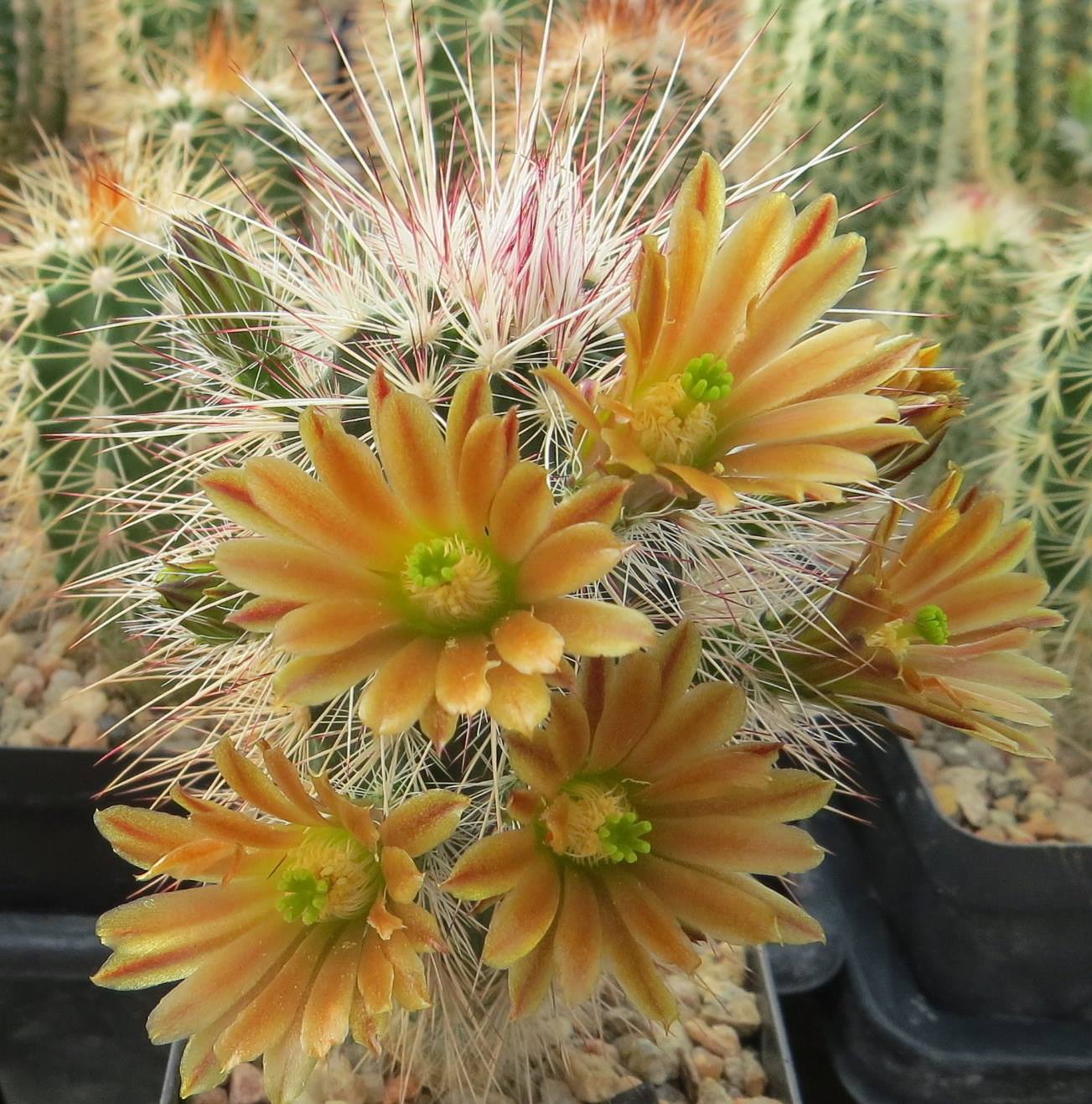 EC070: Echinocereus canus COLD HARDY CACTUS – COLDHARDYCACTUS